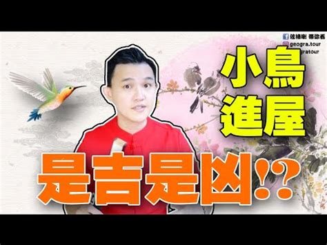 小鳥飛進神明廳